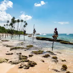Rybołówka na palach w Mirissa, Sri Lanka. Trzech rybaków łowi ryby siedząc na drewnianych słupach w płytkiej wodzie.