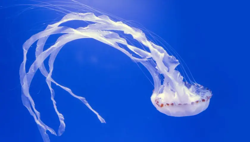 Białe, delikatne meduzy unoszą się w głębokim, niebieskim oceanie, ich długie macki tworzą taniec w wodzie.