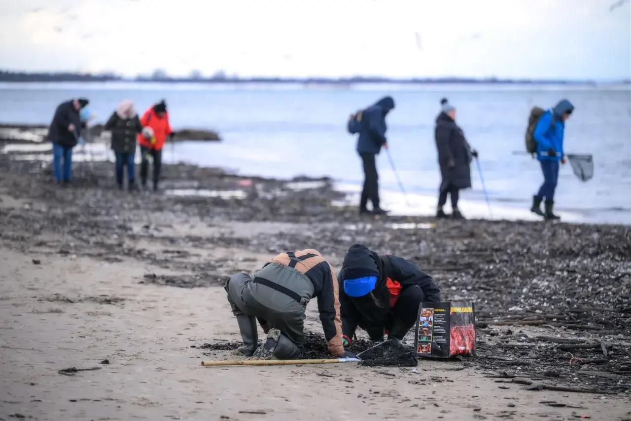 Ludzie szukają bursztynu w Polsce na plaży. W tle widać morze i innych poszukiwaczy.