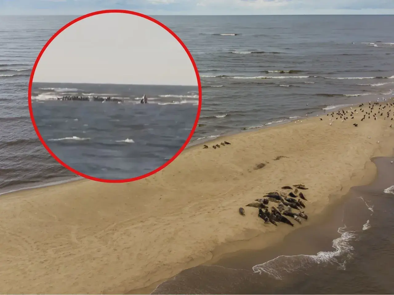 Na plaży odpoczywa wiele fok, a w oddali, w morzu, widać kolejne. Trudno oszacować, ile jest fok w Bałtyku, ale ta kolonia robi wrażenie.
